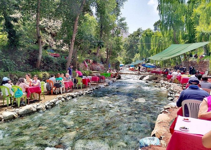 La Foresta dei Cedri millenari